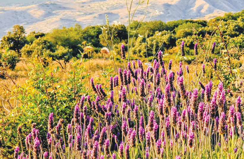 Balcony Perspective: Seasonal blooms frame the vista from the cabin balcony, showcasing the vibrant flora of the southern hills with the quiet expanse of the Kinneret resting in the background.