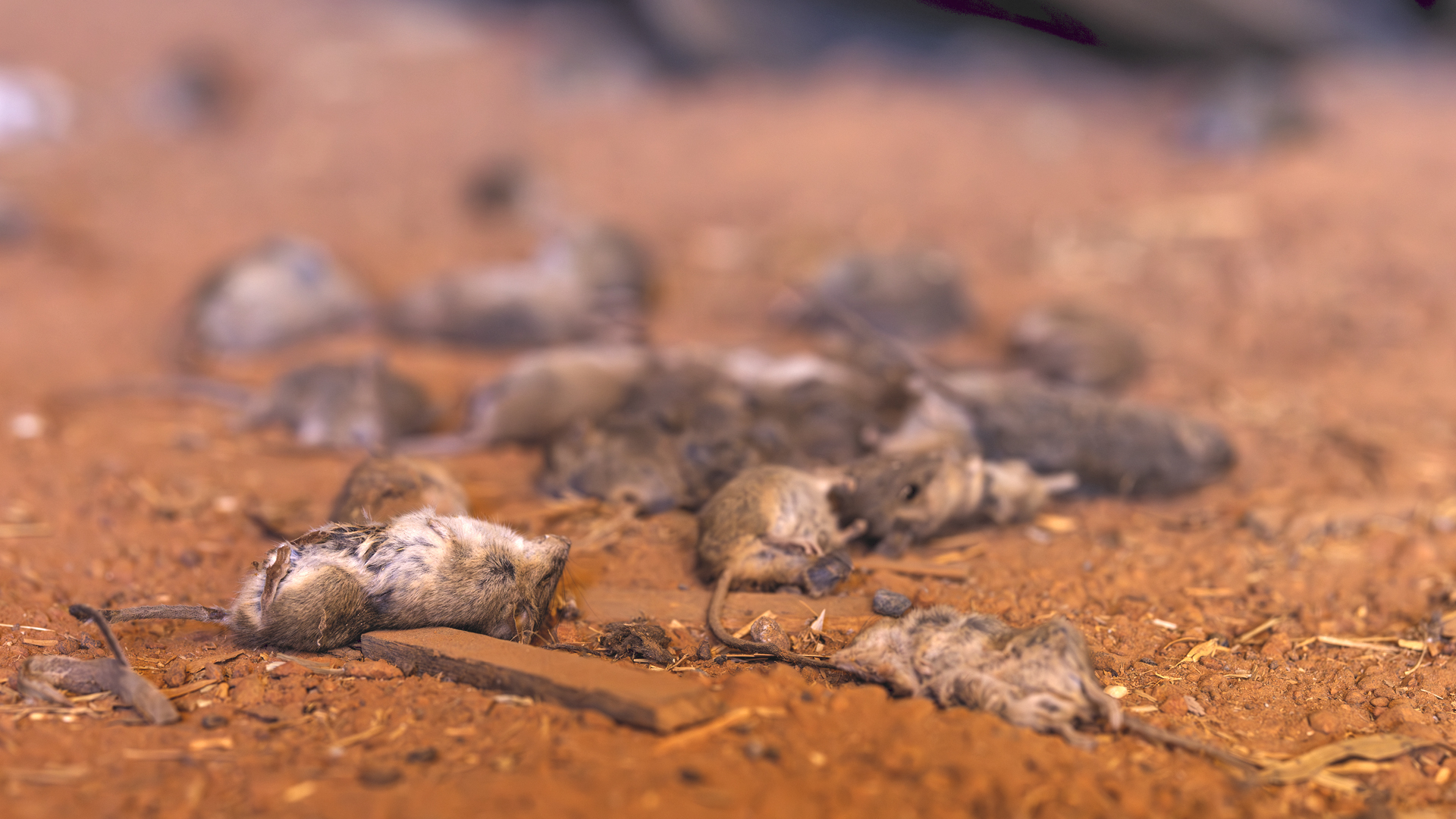 A close up of dead mice laying on the brown dirt