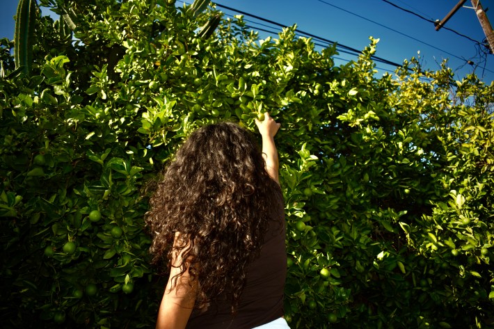 a young woman picks limes from a tree