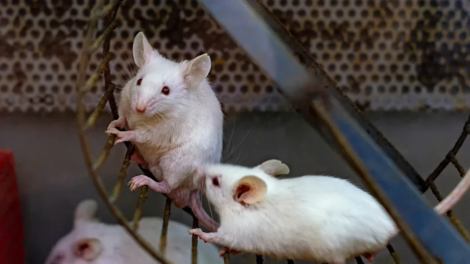 Mice lifting weights in a laboratory setting