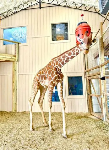Yoshi in the barnCredit: Kamryn Grant