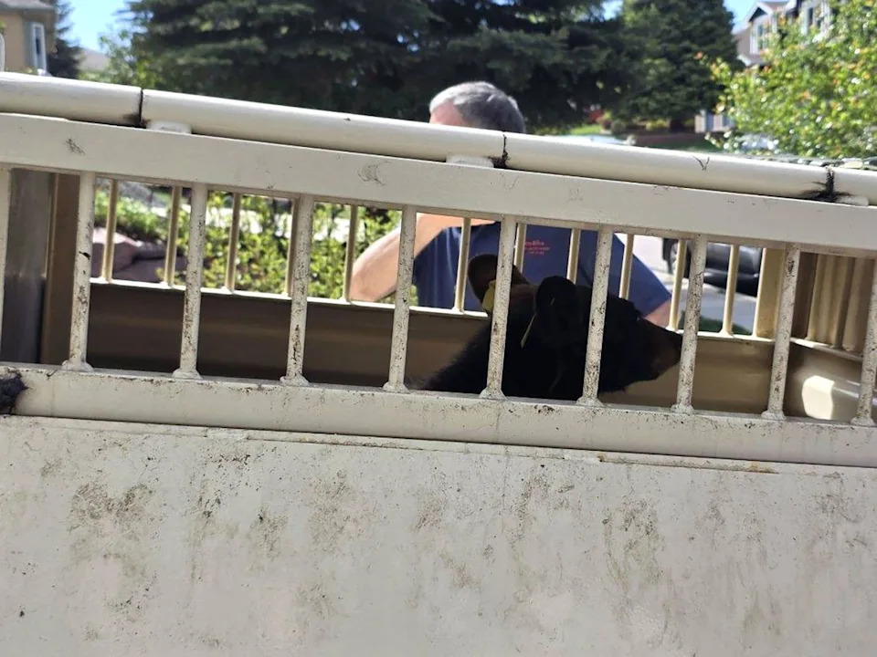 One of the black bears in a wildlife trailer with Colorado Parks and Wildlife.Credit: Leigh Anne Lonneke/CPW SE Region/X