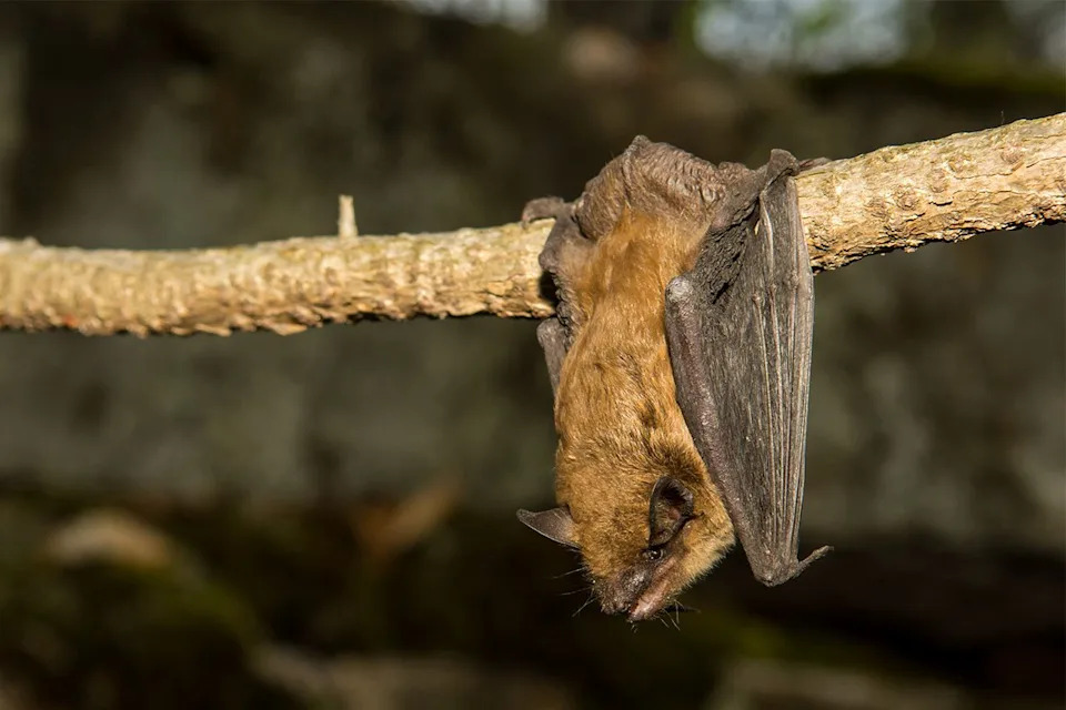 Big brown bat (stock)Credit: Getty