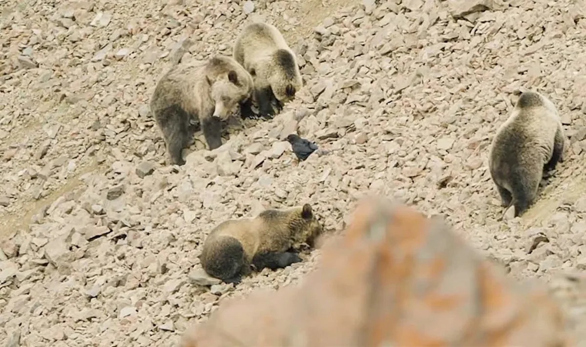 'They taste like honey-roasted peanuts': Filmmaker finds 47 grizzlies gorging on moths in Absarokas