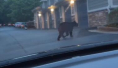 Bear runs through metro Atlanta apartment complex – WSB-TV Channel 2