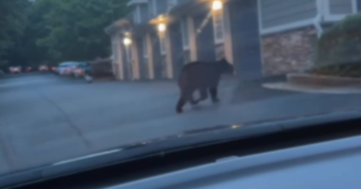 Bear runs through metro Atlanta apartment complex – WSB-TV Channel 2