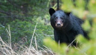 Bear spotted near Alpharetta elementary school, police warn residents to stay alert – 95.5 WSB