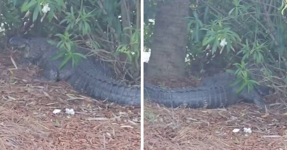 Gator found under car at Jekyll Island hotel - WSB-TV Channel 2