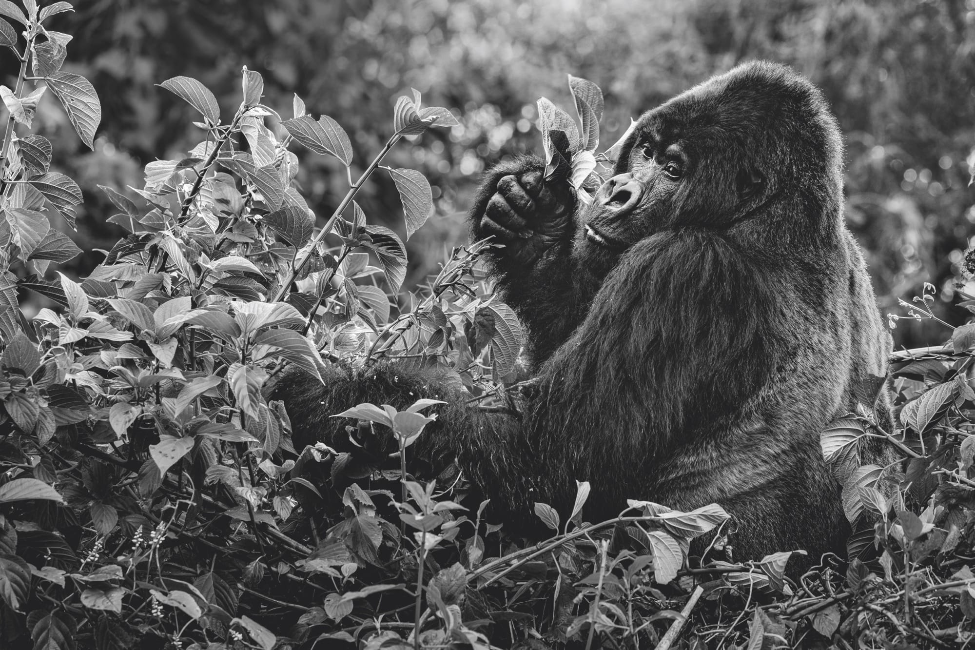 A close-up photograph by Paul Nicklen of a gorilla munching on a leaf
