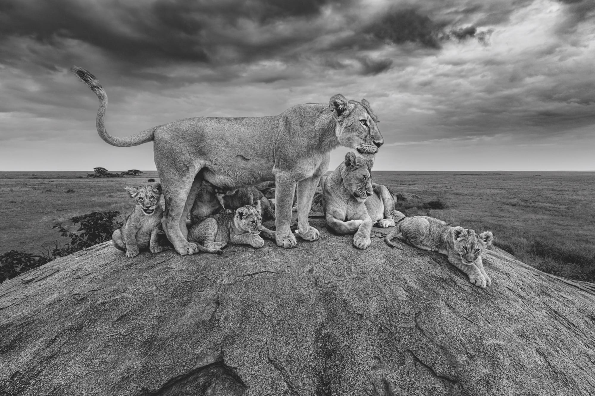 A close-up photograph by Paul Nicklen of a lioness and her cubs