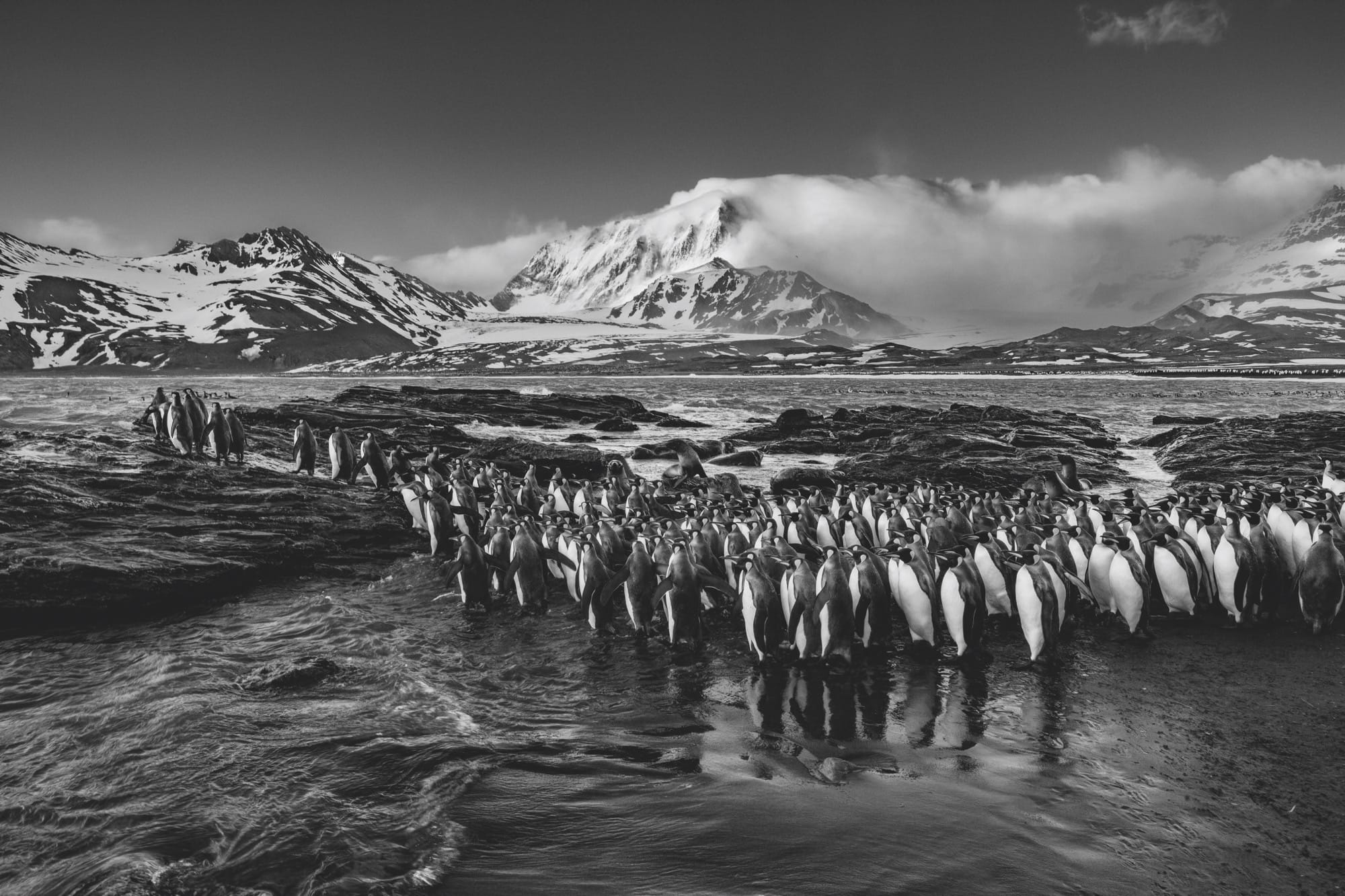 A close-up photograph by Paul Nicklen of a large colony of penguins