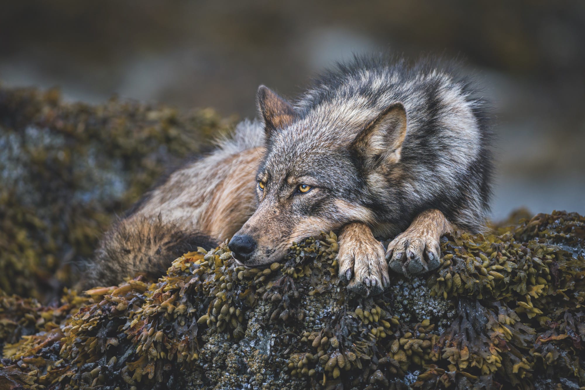A close-up photograph by Paul Nicklen of a wolf relaxing on a mossy boulder