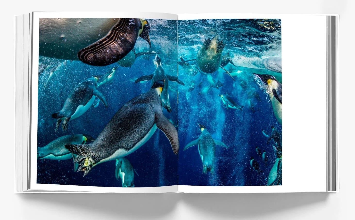 A spread from Paul Nicklen's book 'REVERENCE'