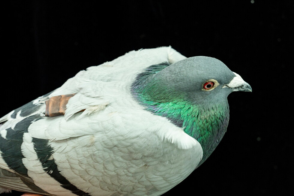 Pigeon GPS: New clues into how the birds find their way home
