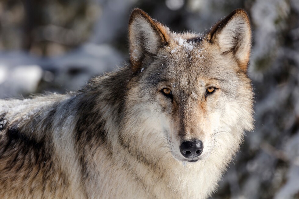 Disease outbreak cuts Wyoming, Yellowstone wolf numbers