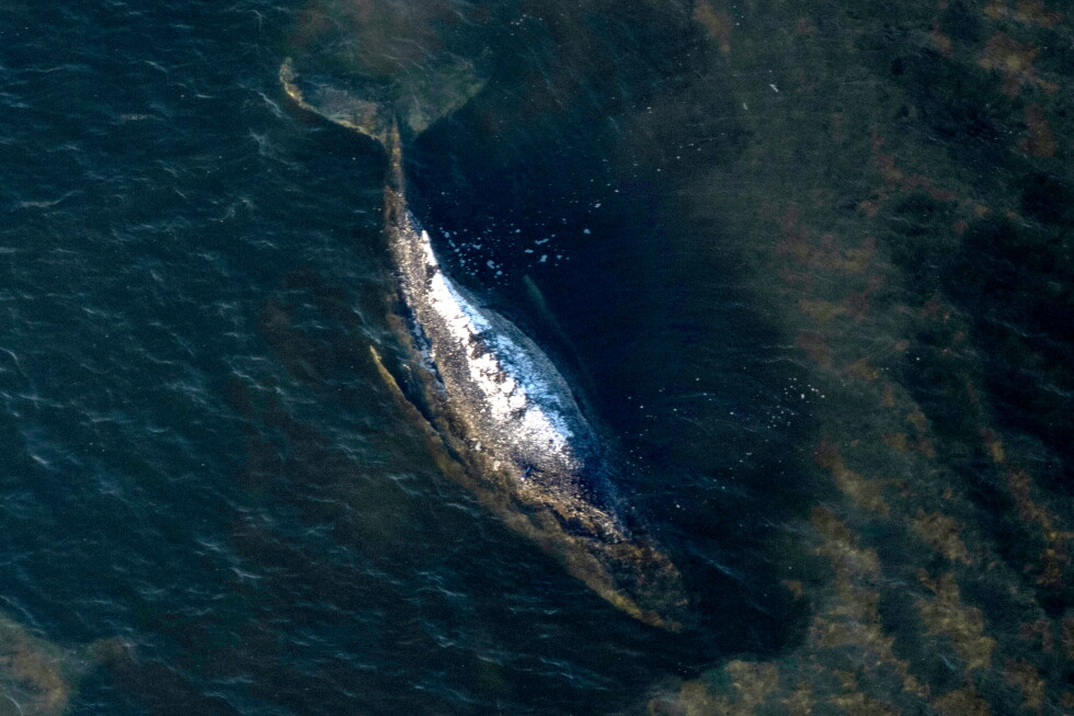 Dead humpback whale dragged to Danish shore