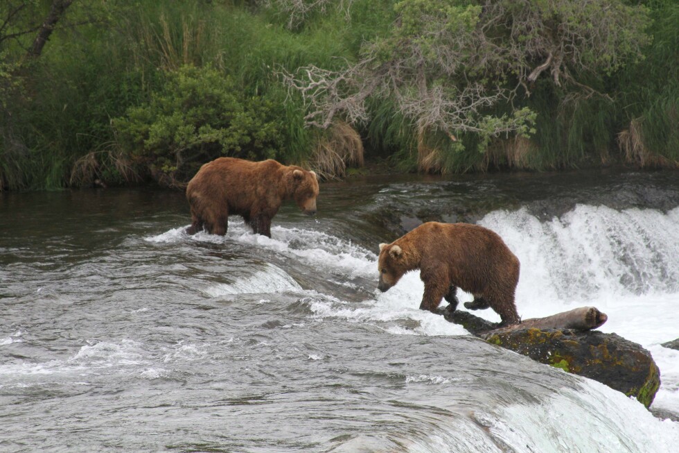 Judge OKs Alaska wildlife agents killing bears from helicopters