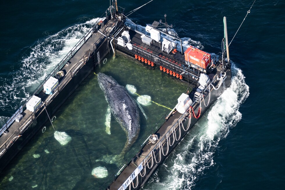 Rescued humpback whale is found dead off Denmark