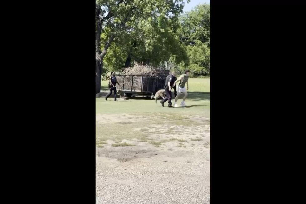 Waco police capture kangaroo on the loose - AP News