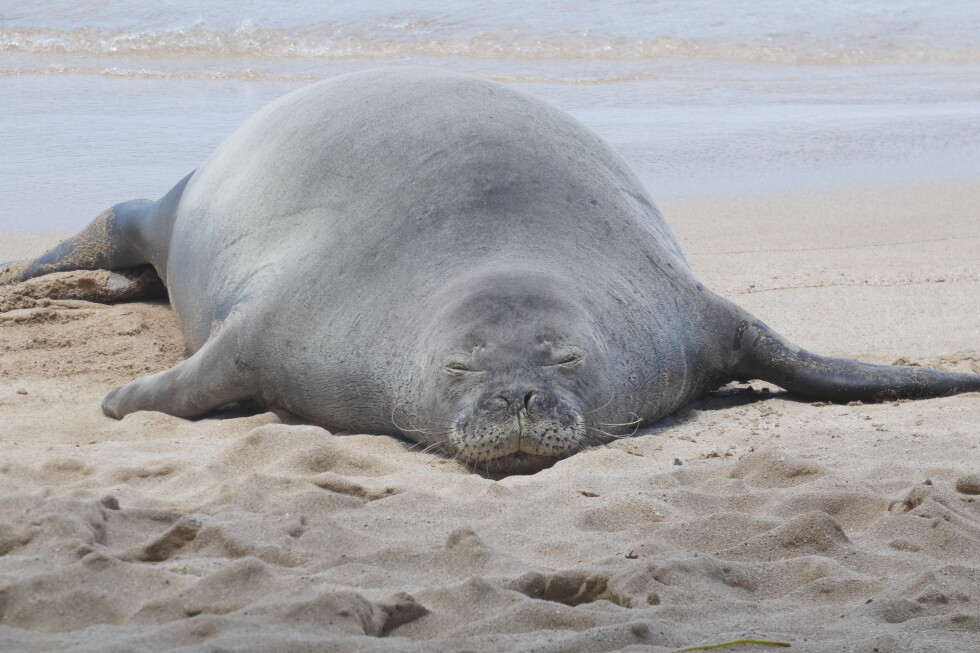 Attorney says tourist was protecting turtles by throwing rock at Hawaiian seal