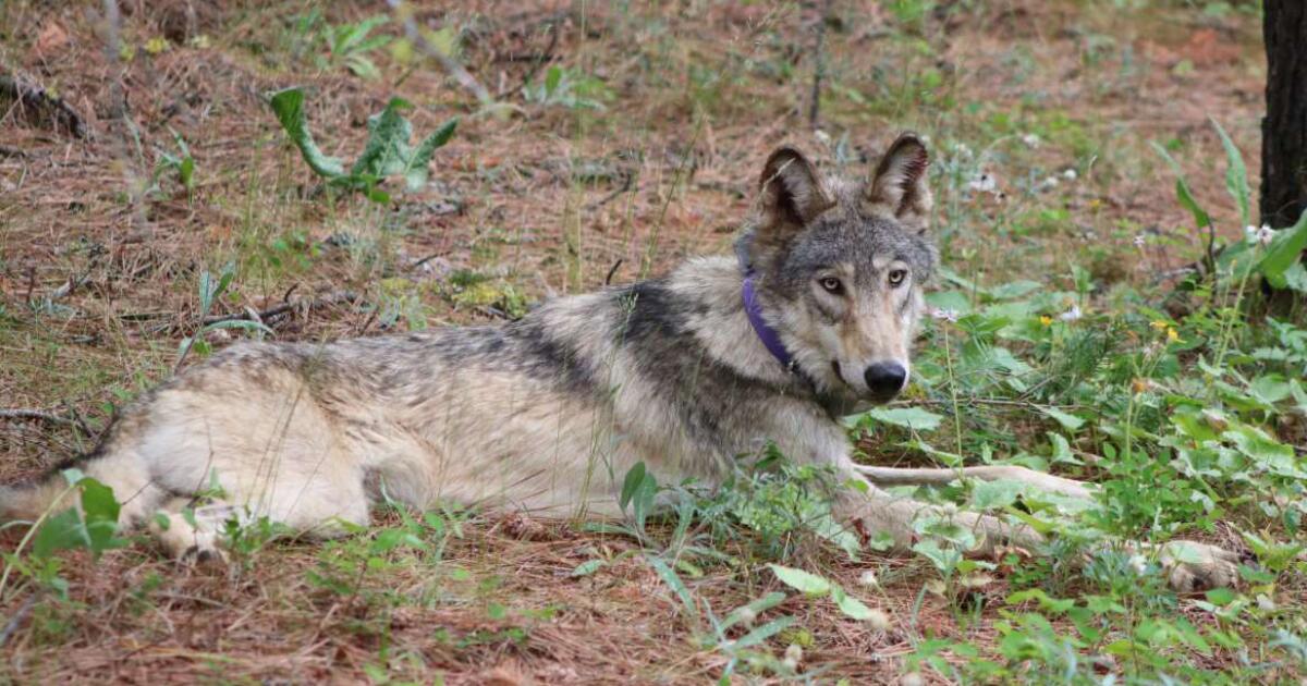 The gray wolf's improbable California comeback continues