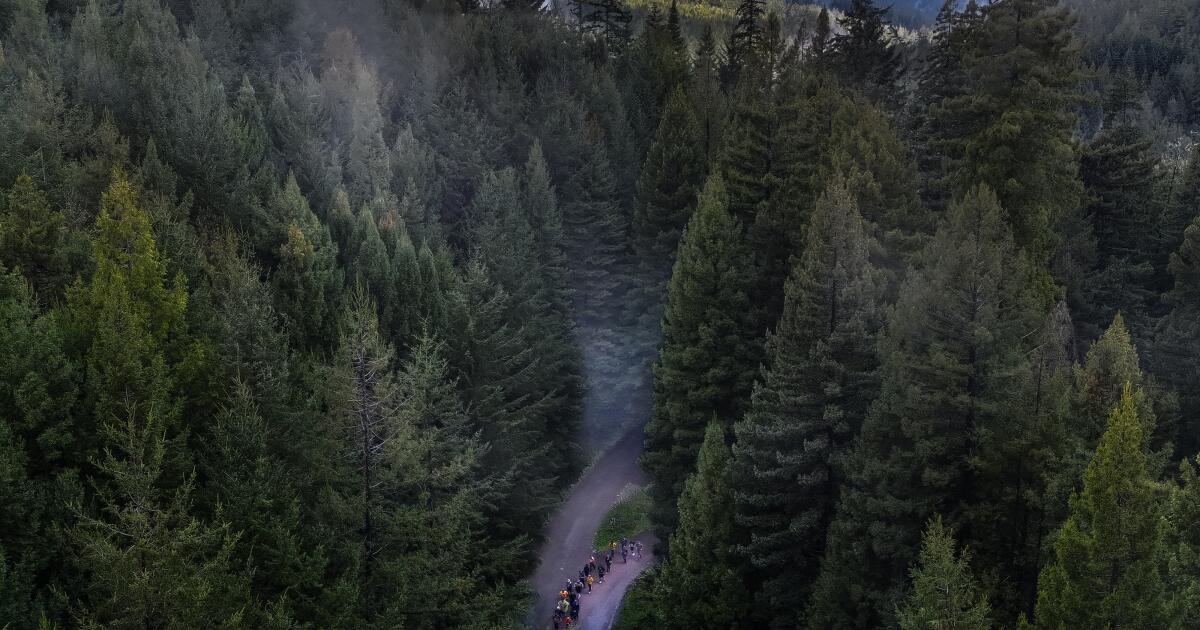 California bill shifts away from logging toward tribal co-management