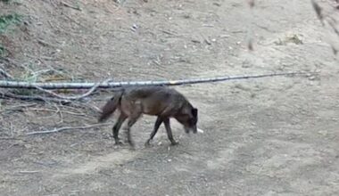 A wolf trekked hundreds of miles in California, hoping to find a mate