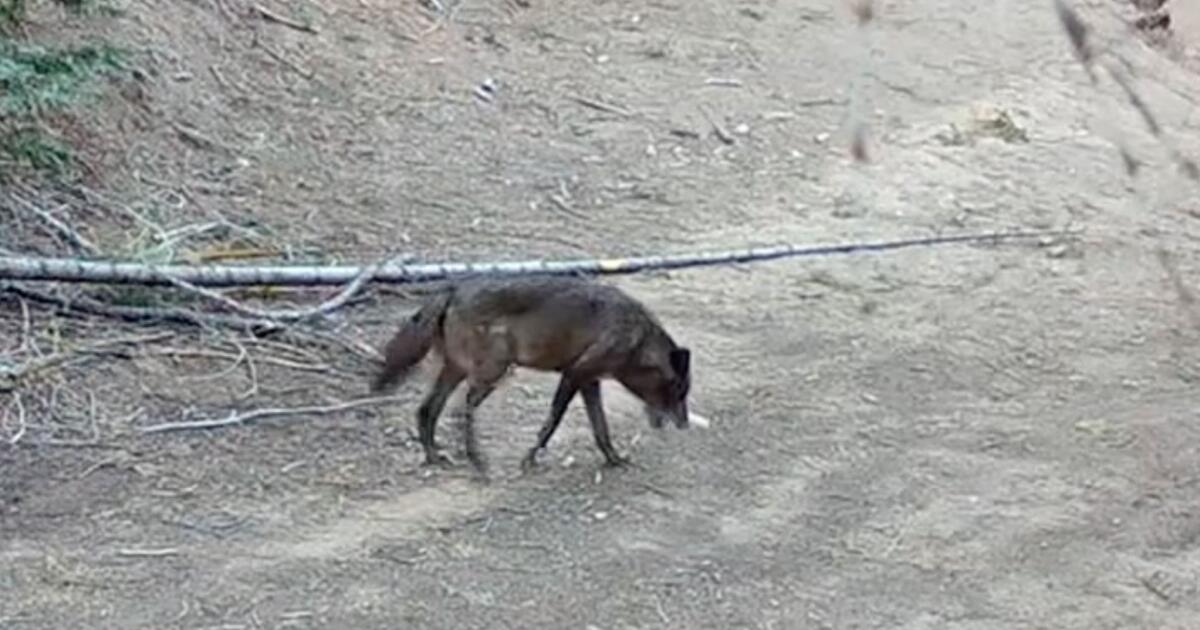A wolf trekked hundreds of miles in California, hoping to find a mate