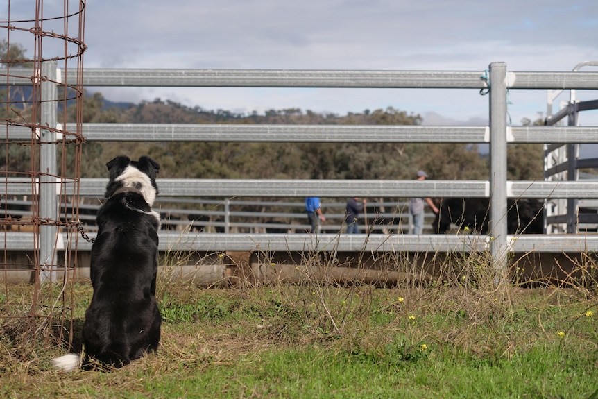 A black and white dog sits in green grass looking at cattle in yards