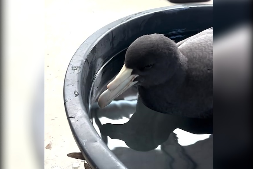 A bird sitting in a pool of water
