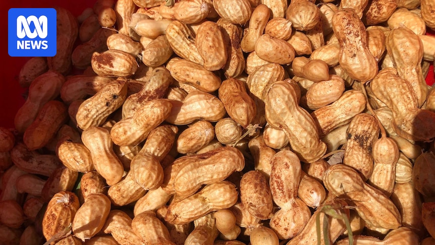 Australian biosecurity investigates suspected illegal sales of imported peanuts