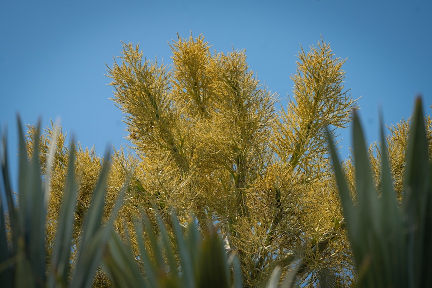 Gebang palms in flower.