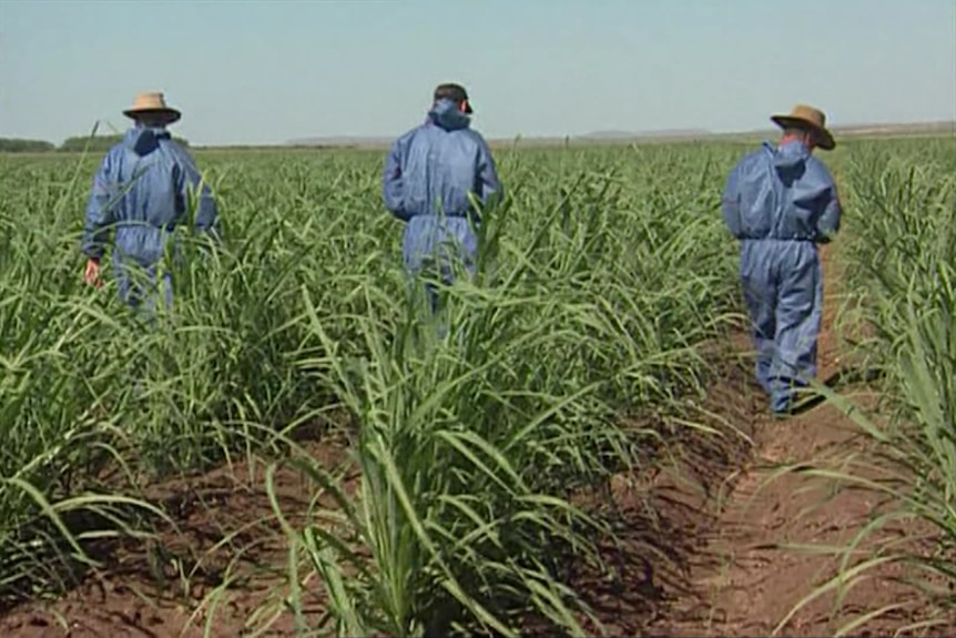Three people in hazmat suits walk through rows of sugarcane.