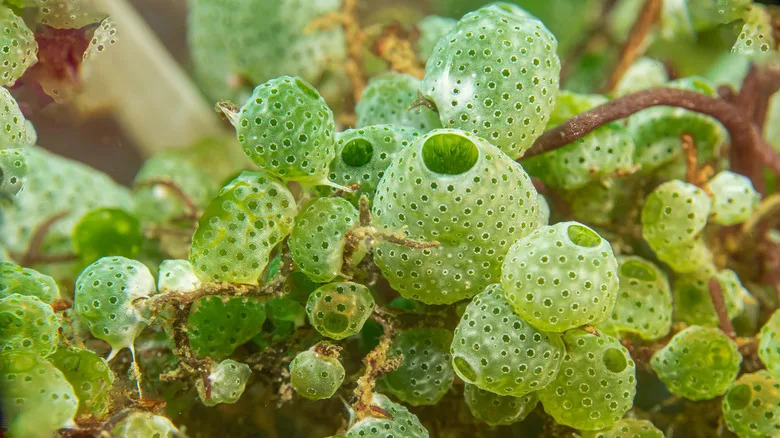 A colony of green sea squirts