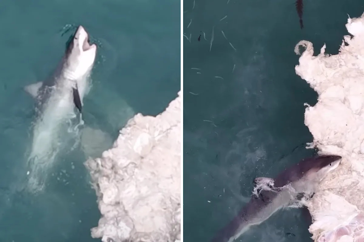 Wild drone footage capture great white feeding frenzy off California coast