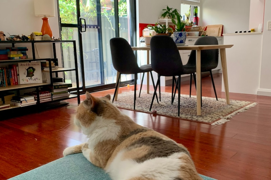 A cat sits on a chair in the loungeroom
