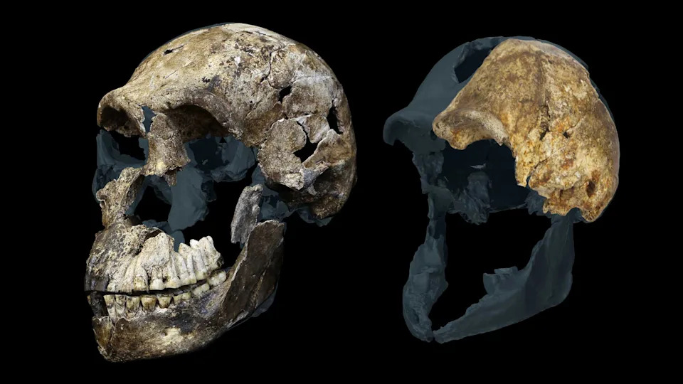 two skulls of ancient human relative Homo naledi