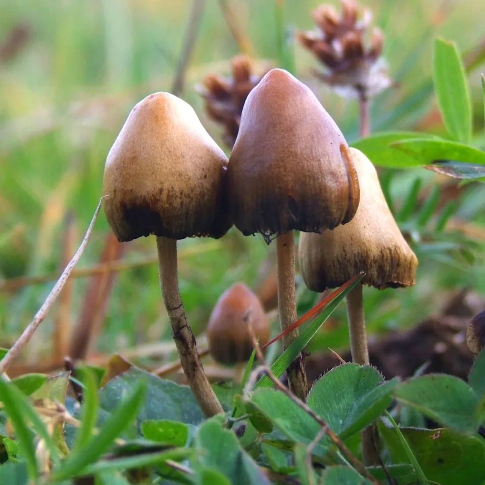 psilocybin, alzheimers, dementia, memory loss, medicine, healthcare, wellness, medical breakthrough, mushrooms, psychedelics, drugs, modern medicine, science
