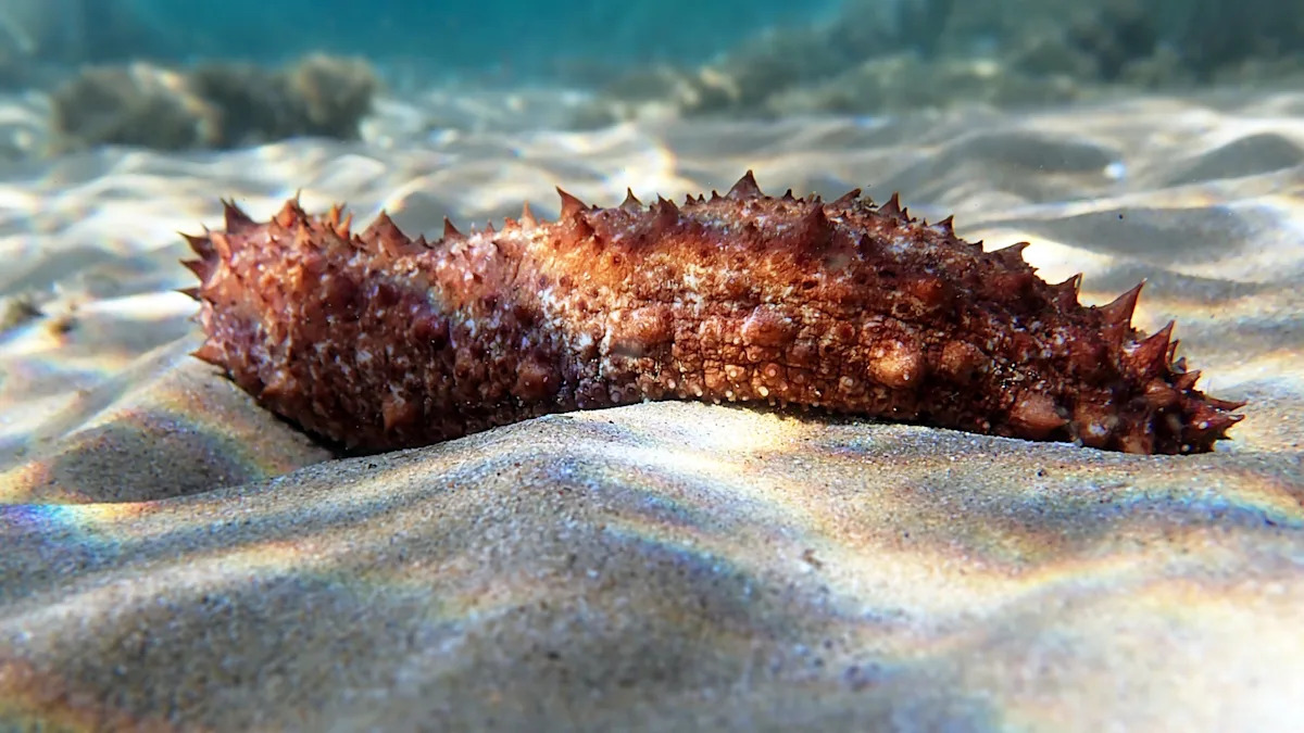 'A redefinition of what it means ... to be alive': Sea cucumber tissue cut from the body still refuses to die