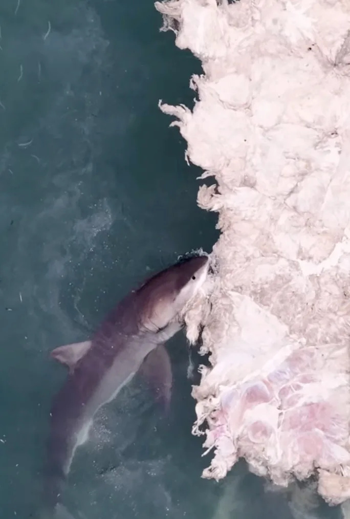Drone footage showing a great white shark feeding on a whale carcass. Instagram/@drone_guy650