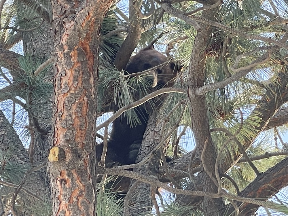 Bear in tree startles Carson City apartment resident, NDOW and sheriff's deputies respond