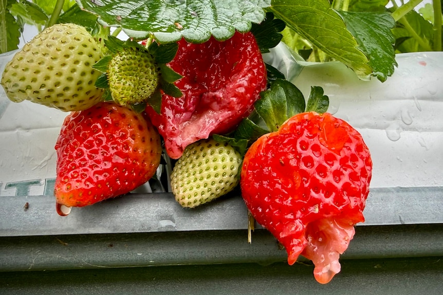 Damaged strawberries on the plant.