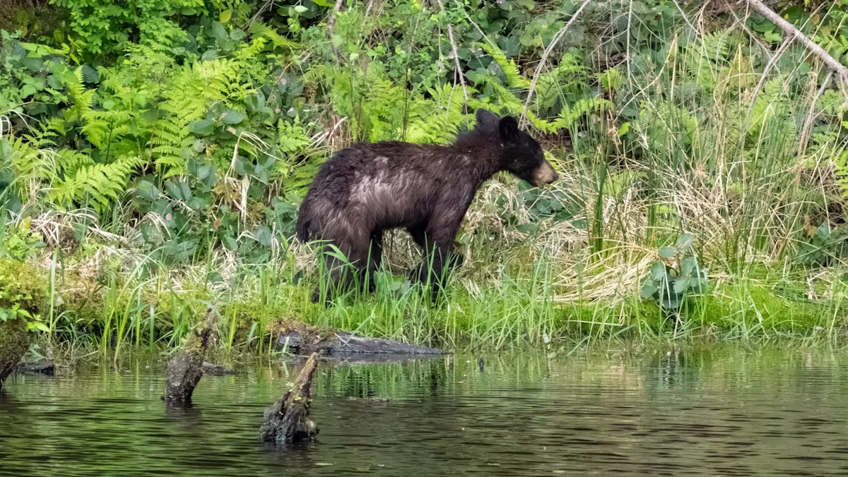 Young black bear swims from New Hampshire to Maine, and a harbormaster catches it on camera