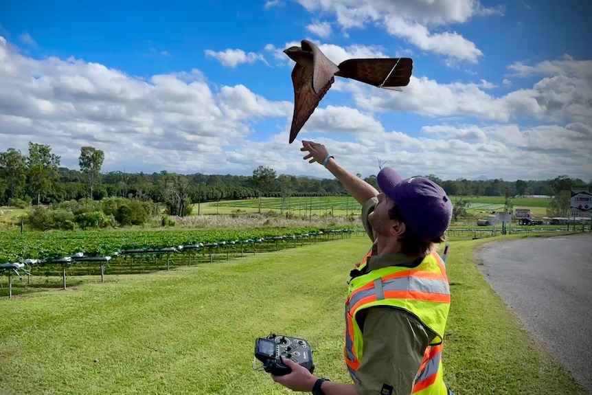 The bird drone just after being thrown into the air by a man wearing a high-vis vest and carrying a controller.