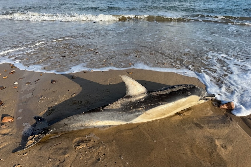 A dolphin laid on wet sand with waves lapping around it