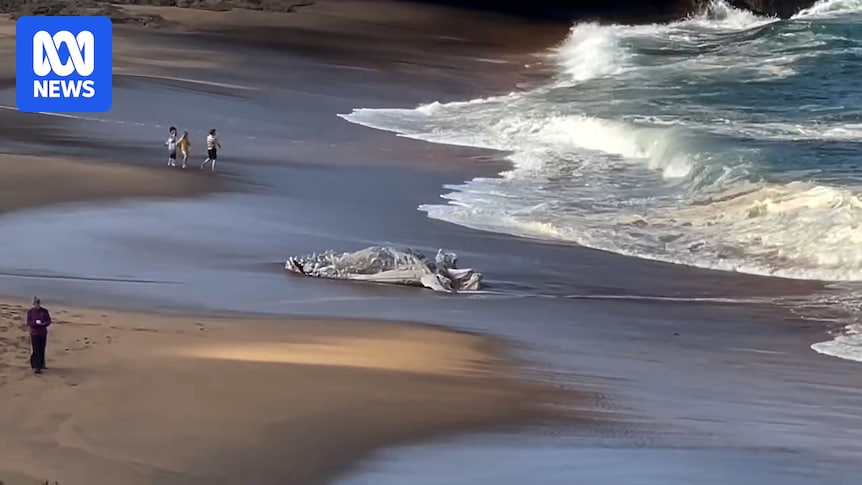 Bells Beach temporarily closed due to whale carcass washing up