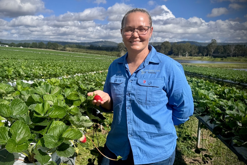 A woman stands between raised strawberry rows with a ripe fruit in her hand.