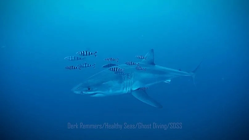 The great white shark filmed in the Strait of Sicily by Derk Remmers