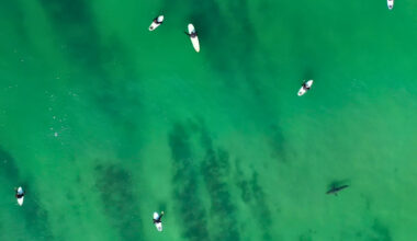 El Niño could bring sharks to beaches that have never seen them