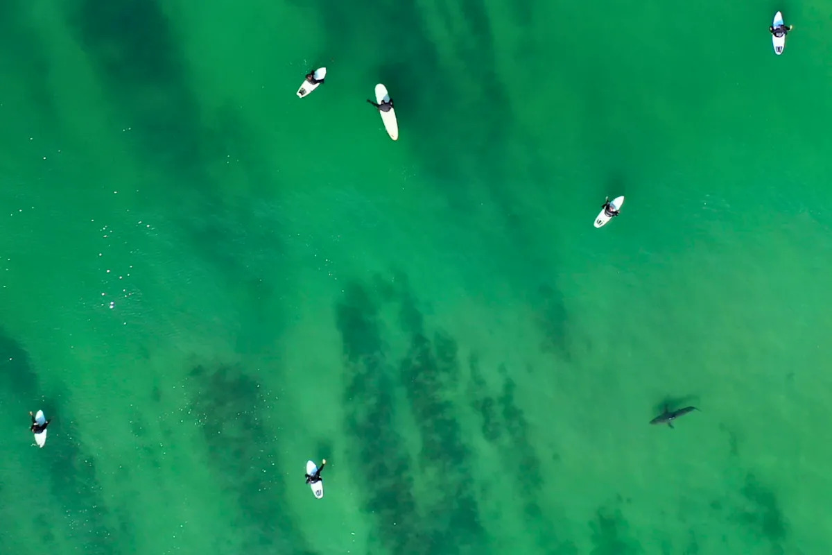 El Niño could bring sharks to beaches that have never seen them